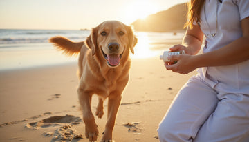 dog joint supplements Vets Recommend to Keep Dogs Pain-Free