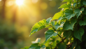 cats claw Benefits: Immune Boosting, Inflammation Relief, Dosage Tips