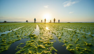 Algae oil: The Sustainable Superfood Fueling Health and Beauty