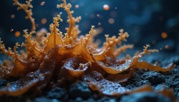 fucoidan: How This Seaweed Extract Boosts Immunity and Energy