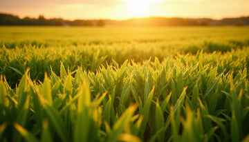 Chitosan Secrets: Boost Crops, Heal Skin, Clean Water Naturally